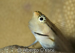 Little goby on hard coral by Alberto D'este 